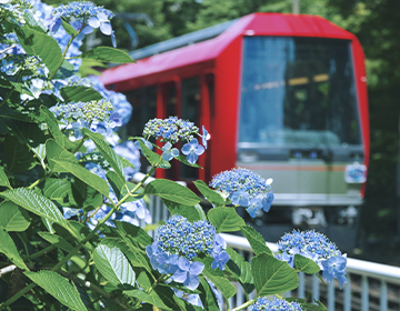 Famous Hydrangea Train