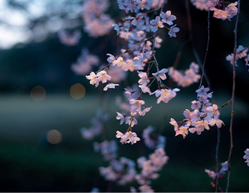 Shidare cherry blossom street