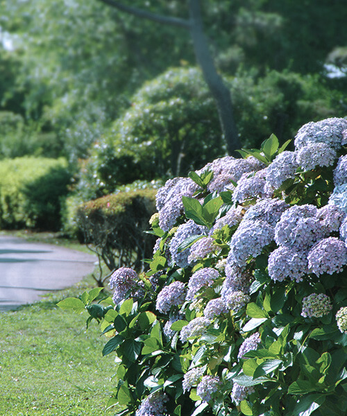 The real Hakone with rich nature